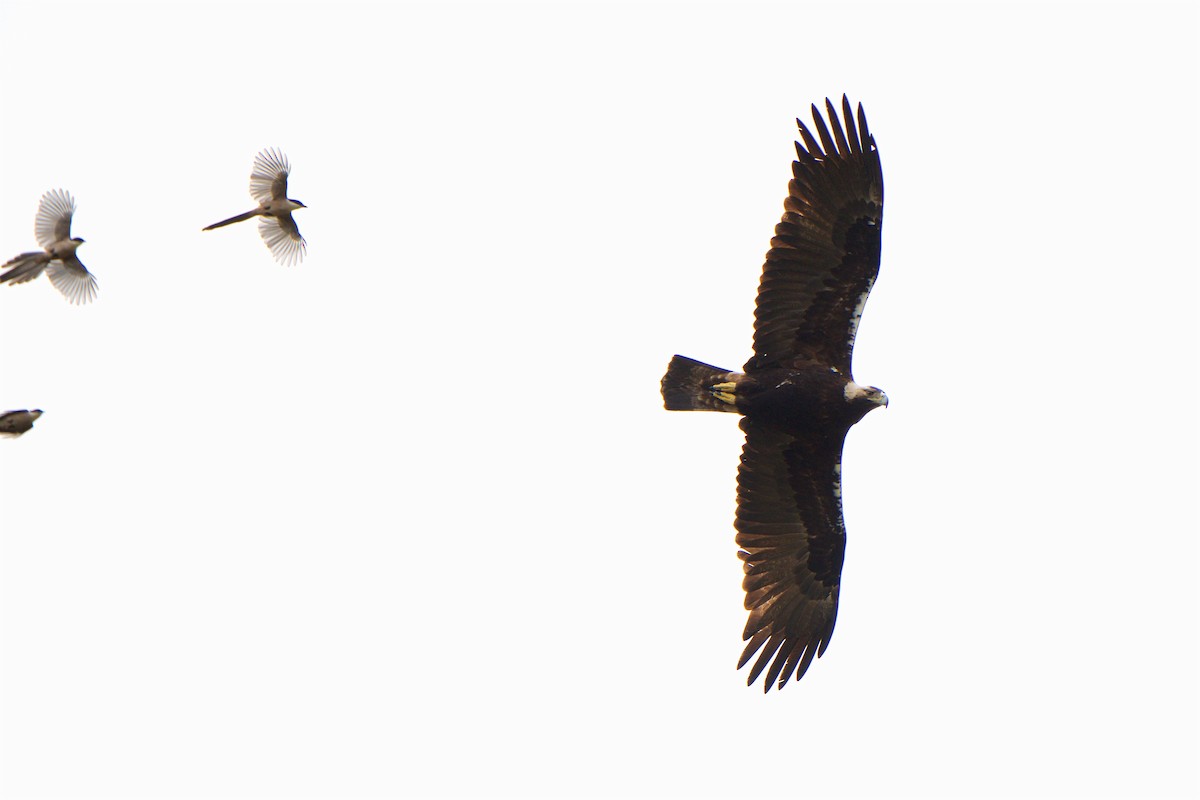 Spanish Eagle - John C. Mittermeier