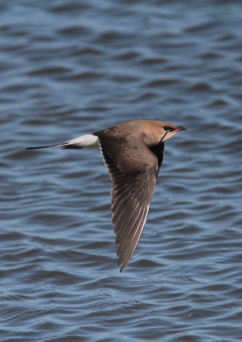 Collared Pratincole - ML562753961