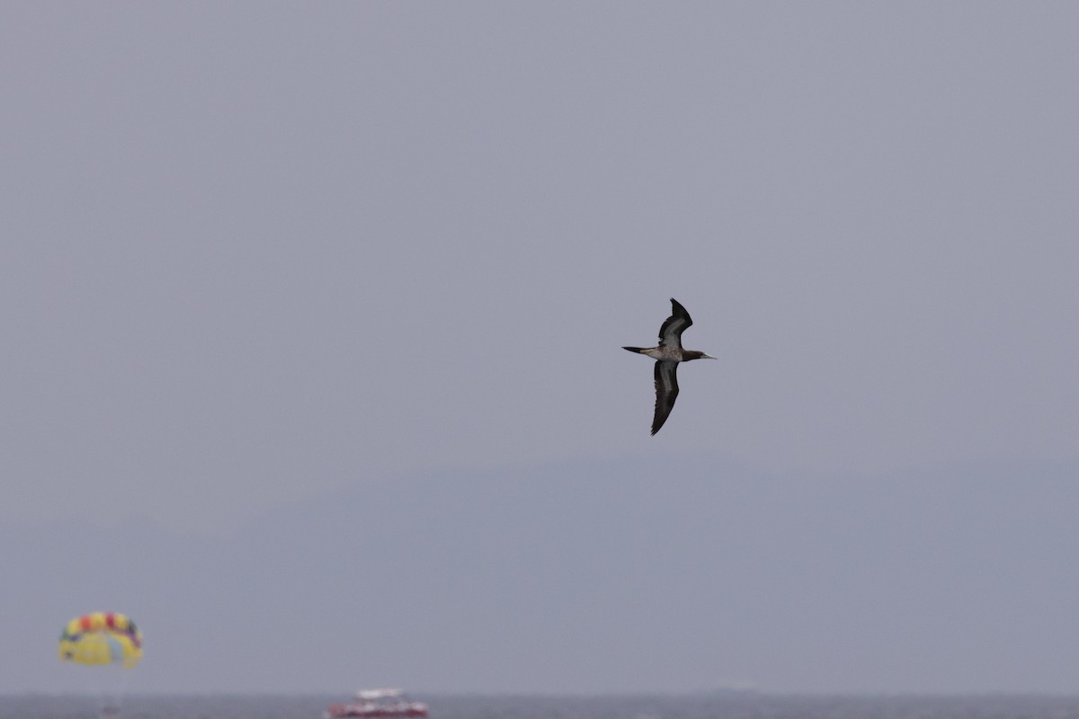 Brown Booby - Micha Mandel