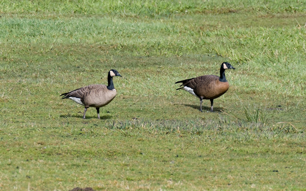 Canada Goose (occidentalis/fulva) - Peter Kennerley