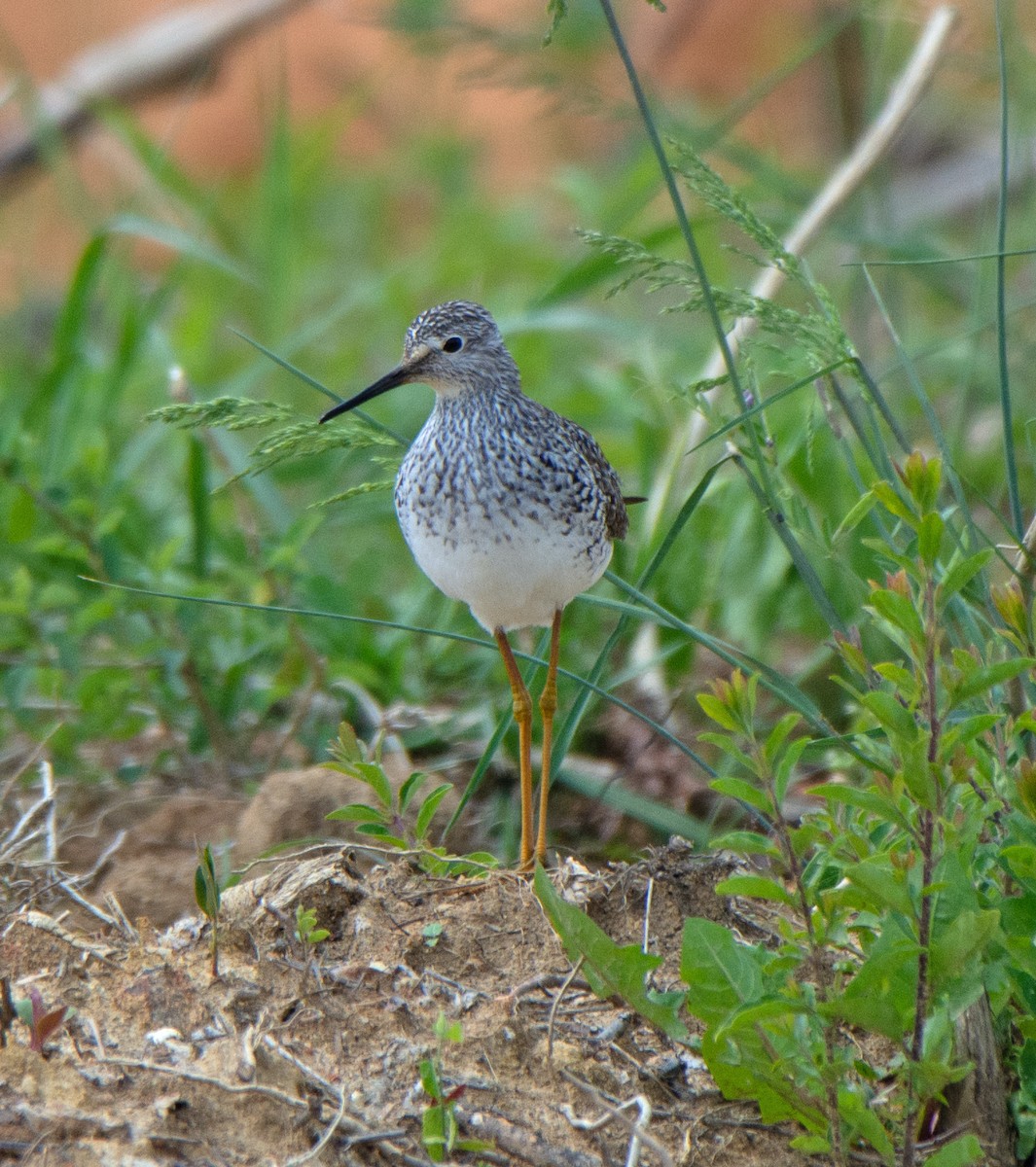 Lesser Yellowlegs - ML562755301