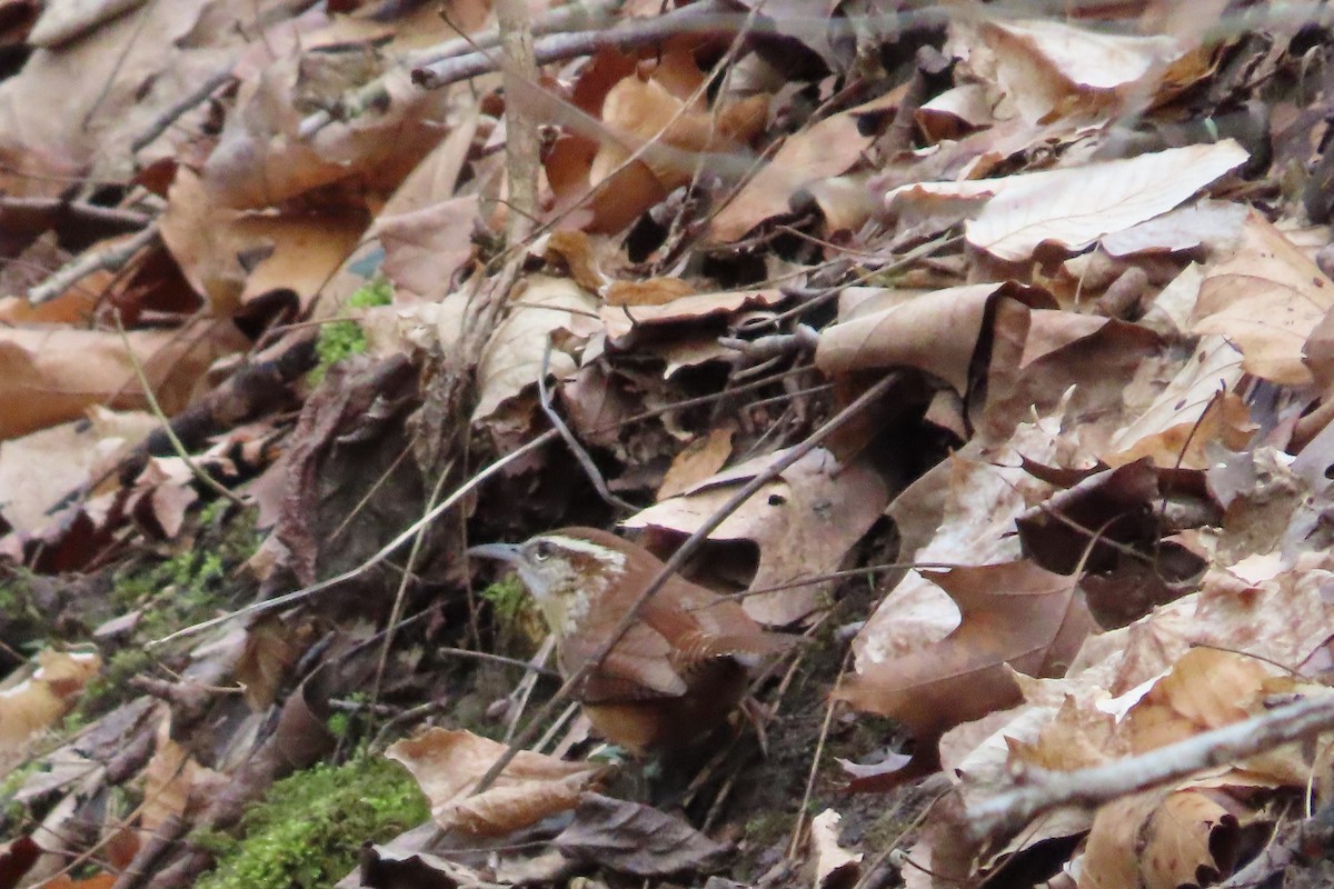 Carolina Wren - David Brinkman