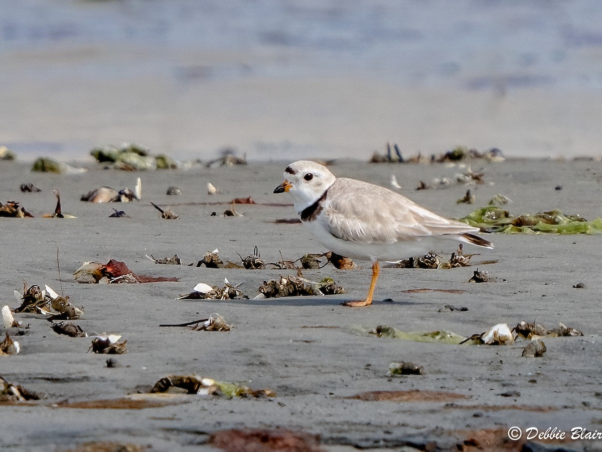 Piping Plover - Debbie Blair