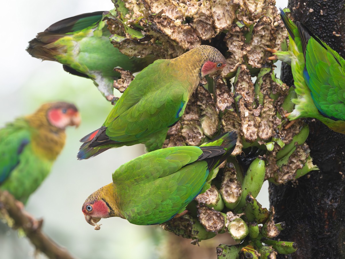 Rose-faced Parrot - Jan Allen