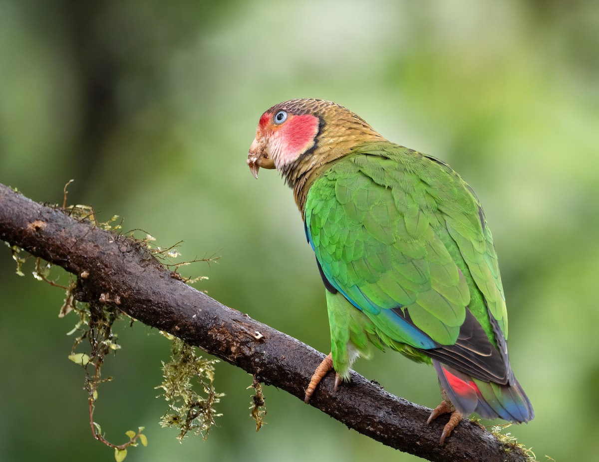 Rose-faced Parrot - Jan Allen