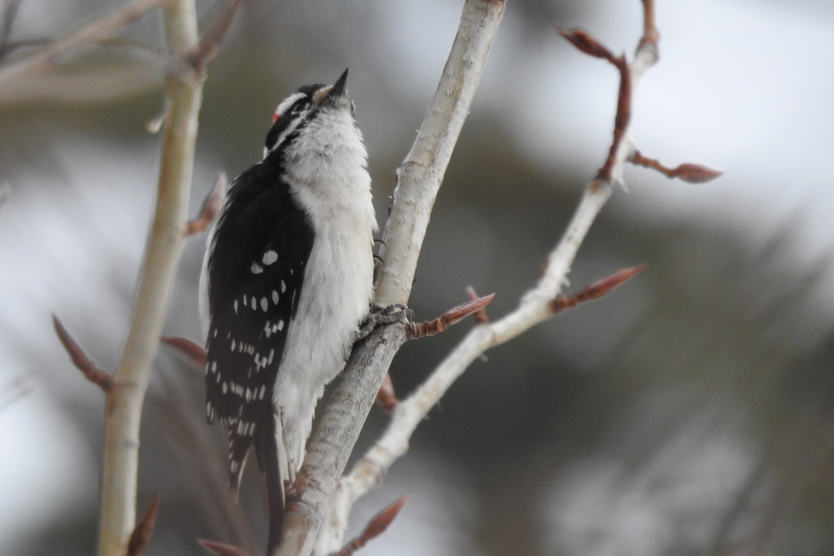 Downy Woodpecker - ML562756841