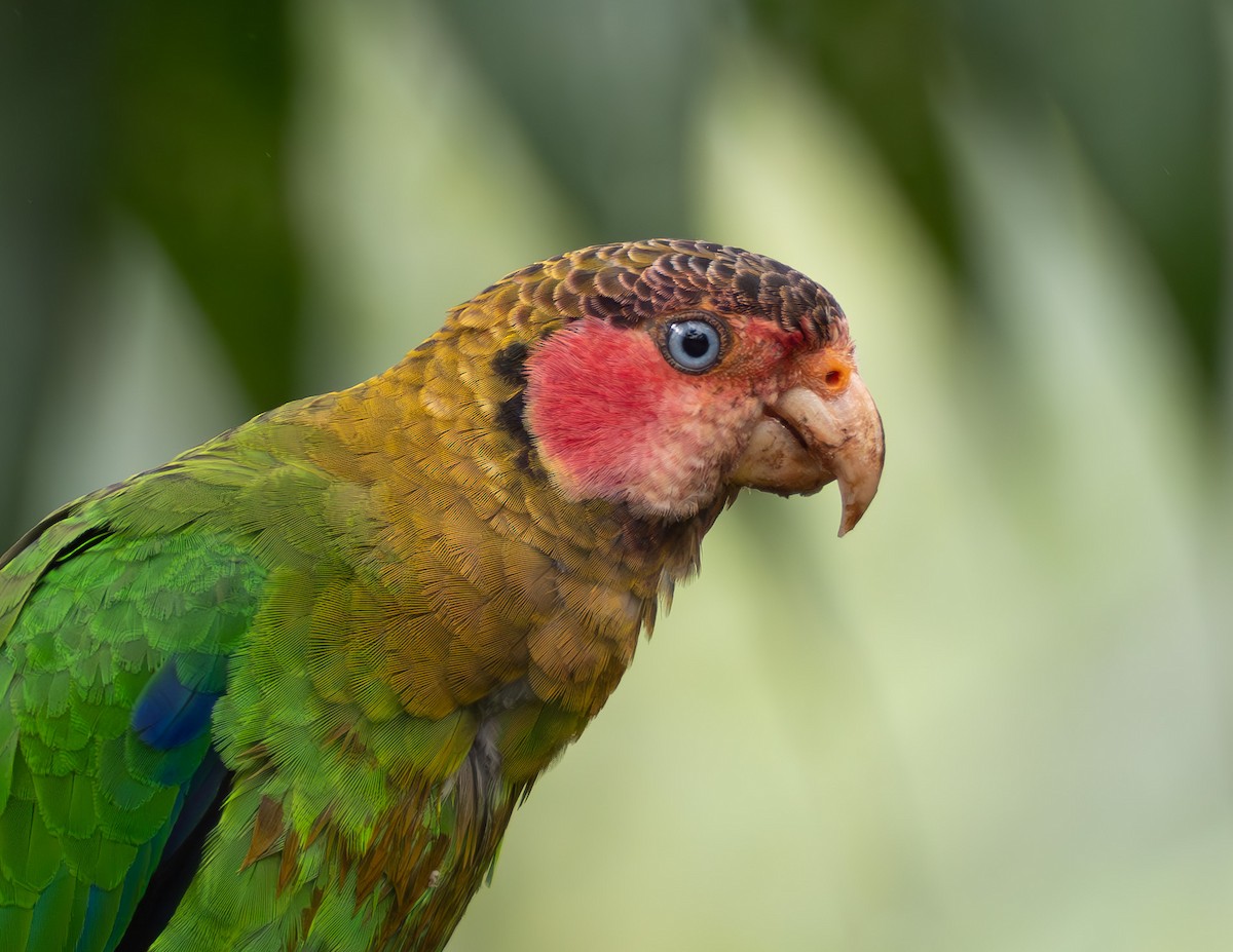 Rose-faced Parrot - Jan Allen