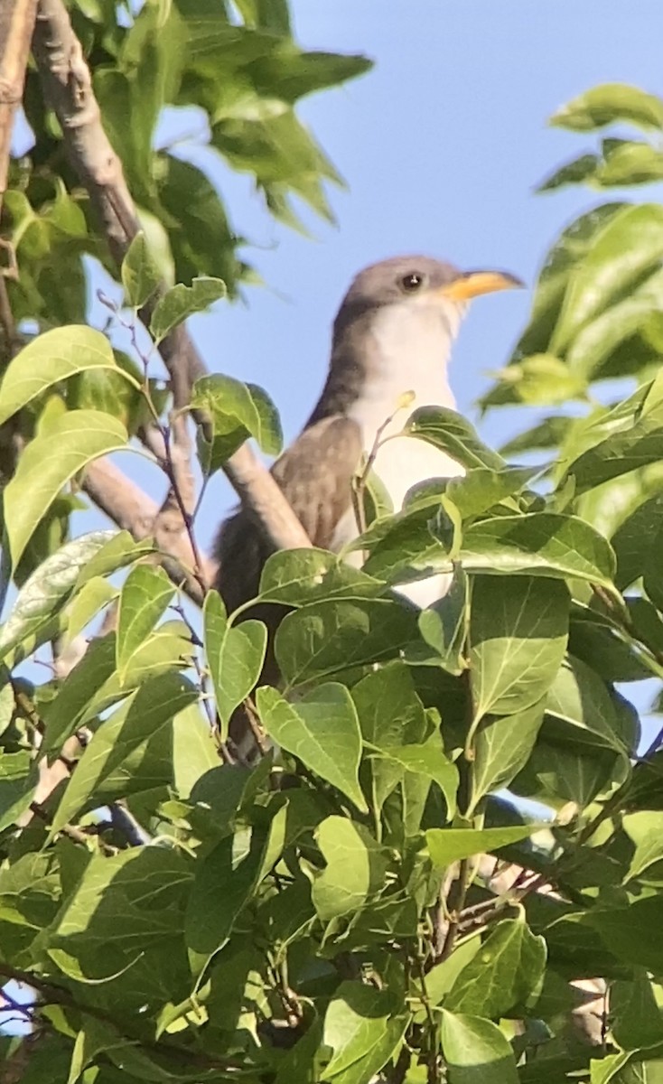 Yellow-billed Cuckoo - ML562757821