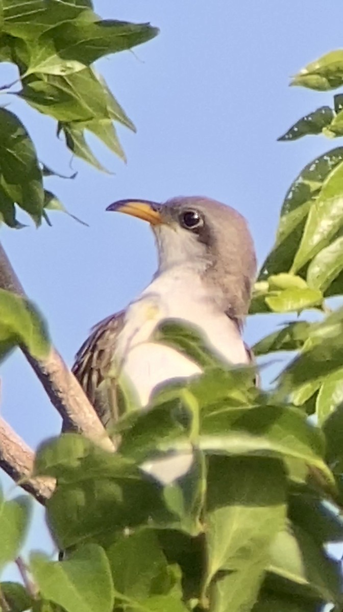 Yellow-billed Cuckoo - ML562757831