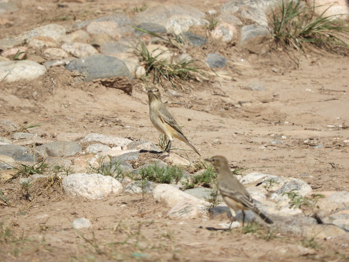 Lesser Shrike-Tyrant - ML562758101