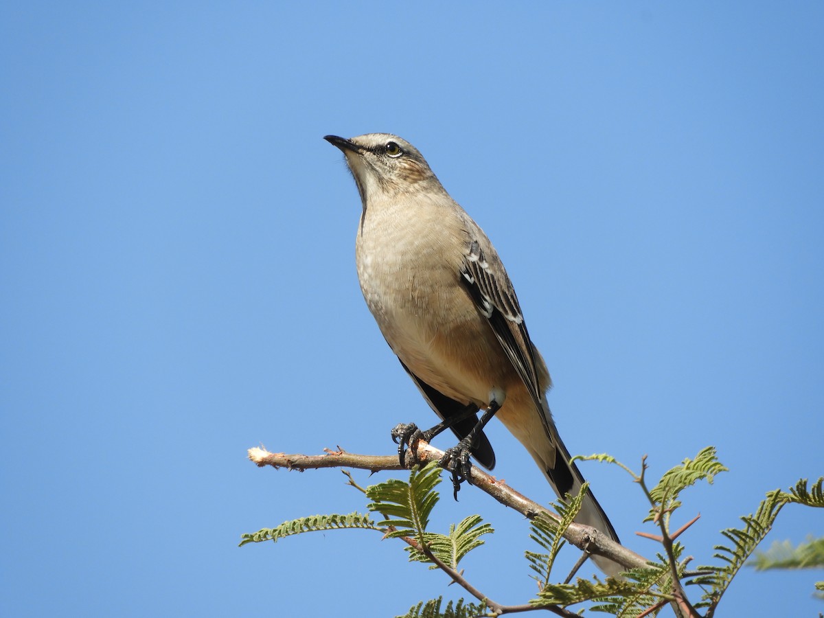 Patagonian Mockingbird - ML562758371