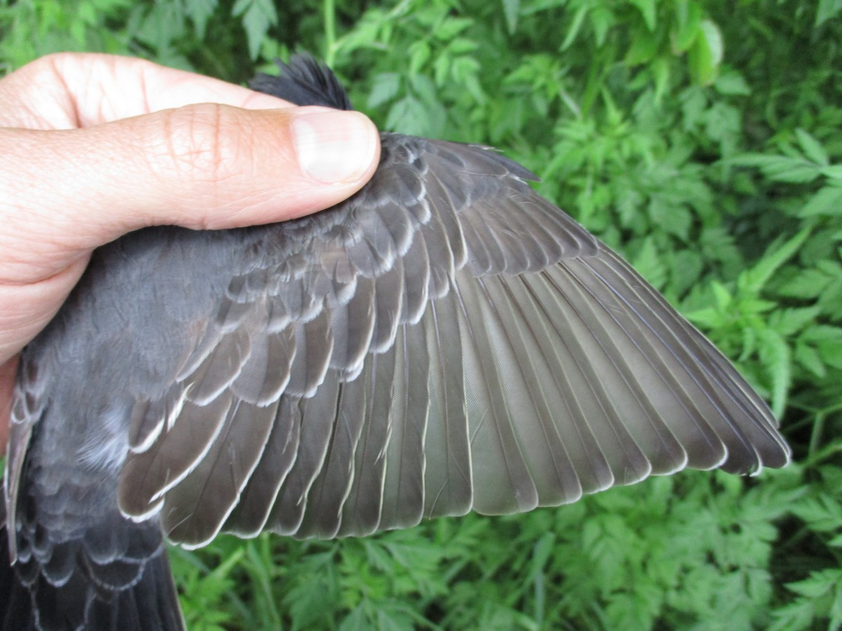 ML562758501 - Eastern Kingbird - Macaulay Library