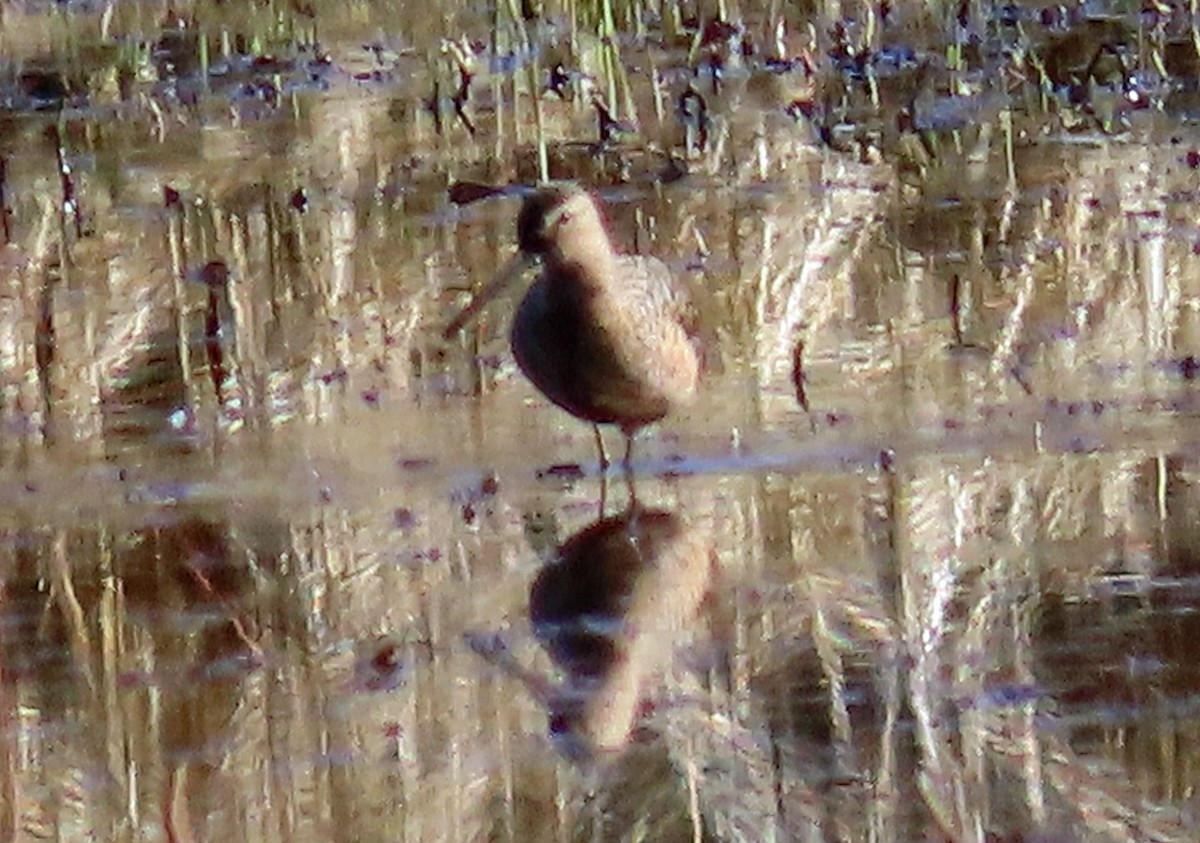 Long-billed Dowitcher - ML562761121