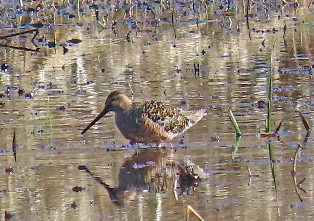 Long-billed Dowitcher - ML562761131