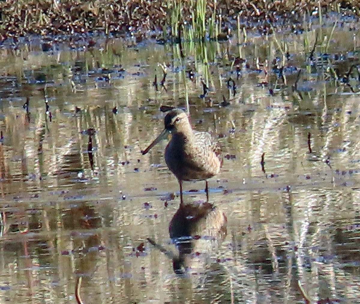 Long-billed Dowitcher - ML562761141