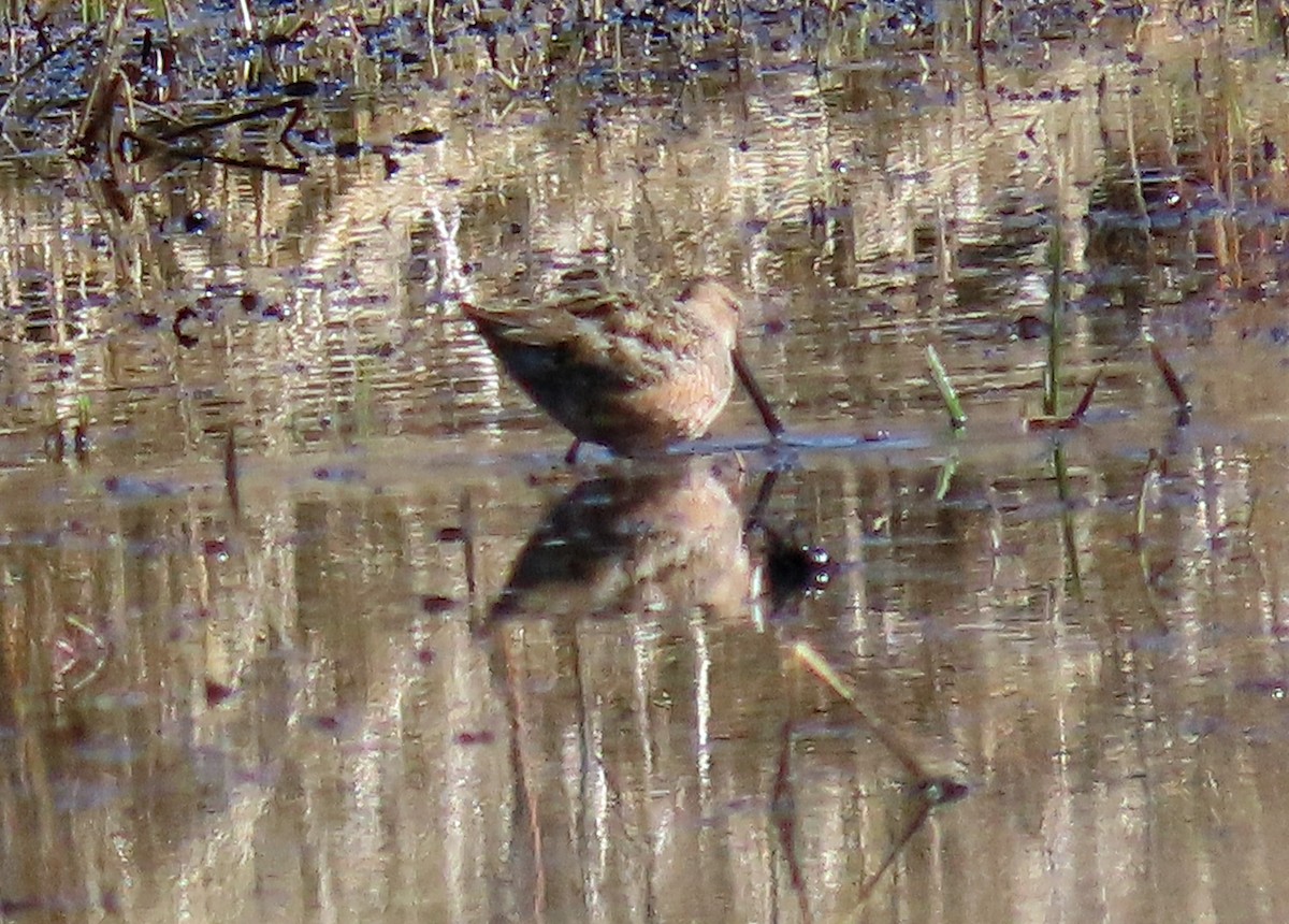 Long-billed Dowitcher - ML562761151