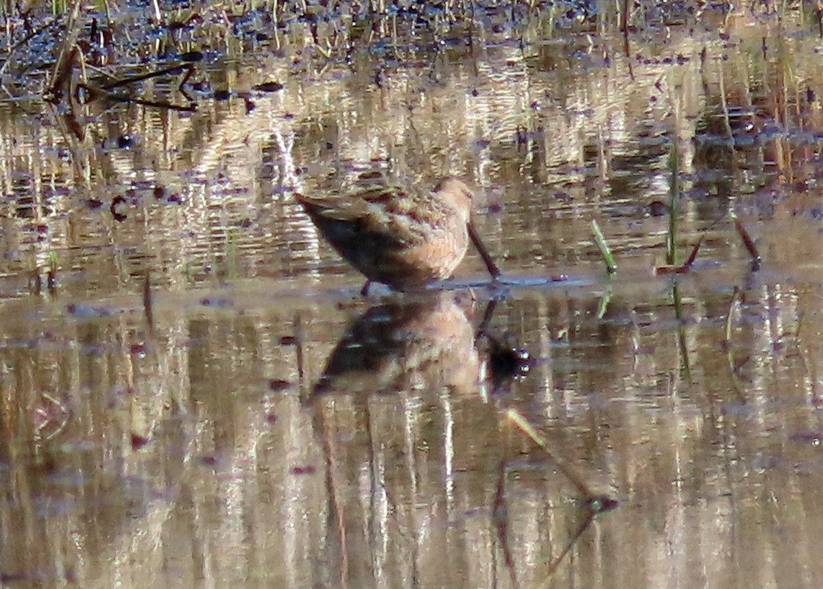 Bécassin à long bec - ML562761151