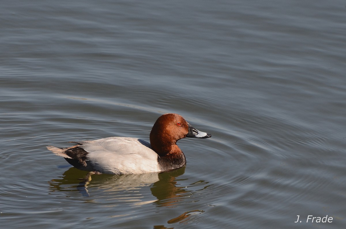 Common Pochard - José Frade