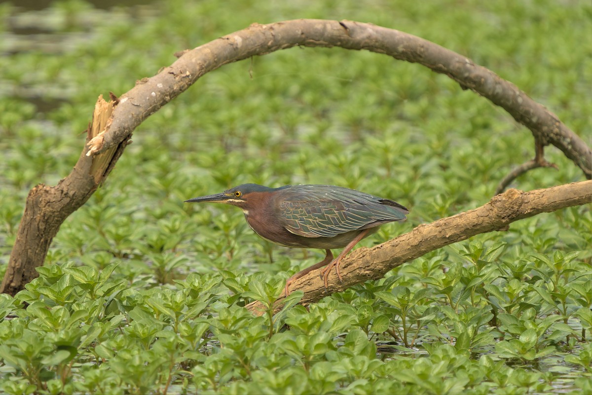 Green Heron - ML562761341