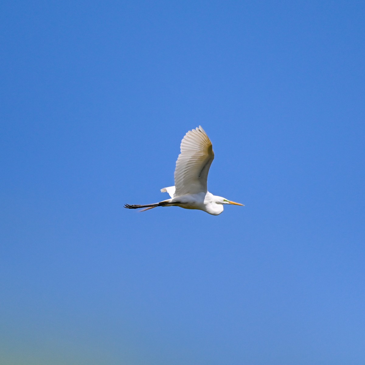 Great Egret (American) - ML562761501