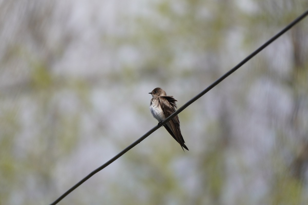 Northern Rough-winged Swallow - ML562761681