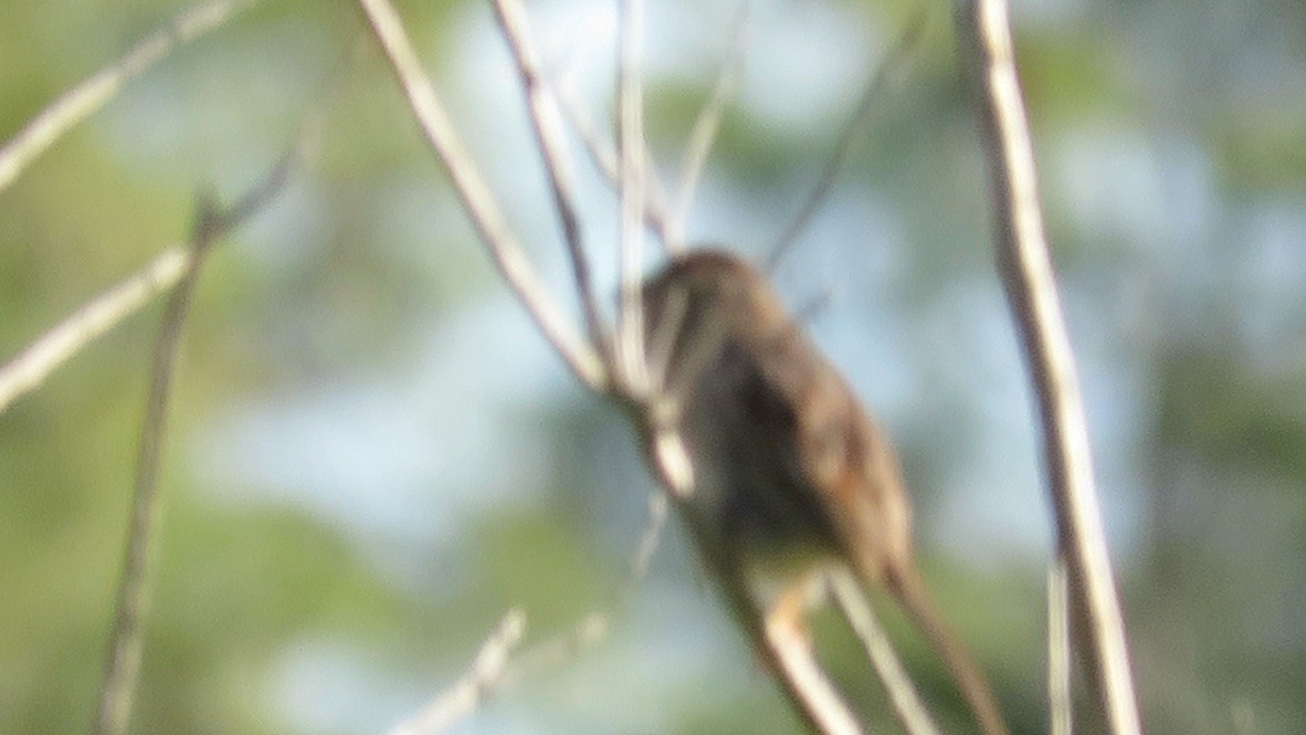 Bachman's Sparrow - ML562761721