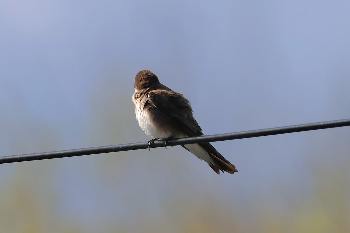 Northern Rough-winged Swallow - ML562761871