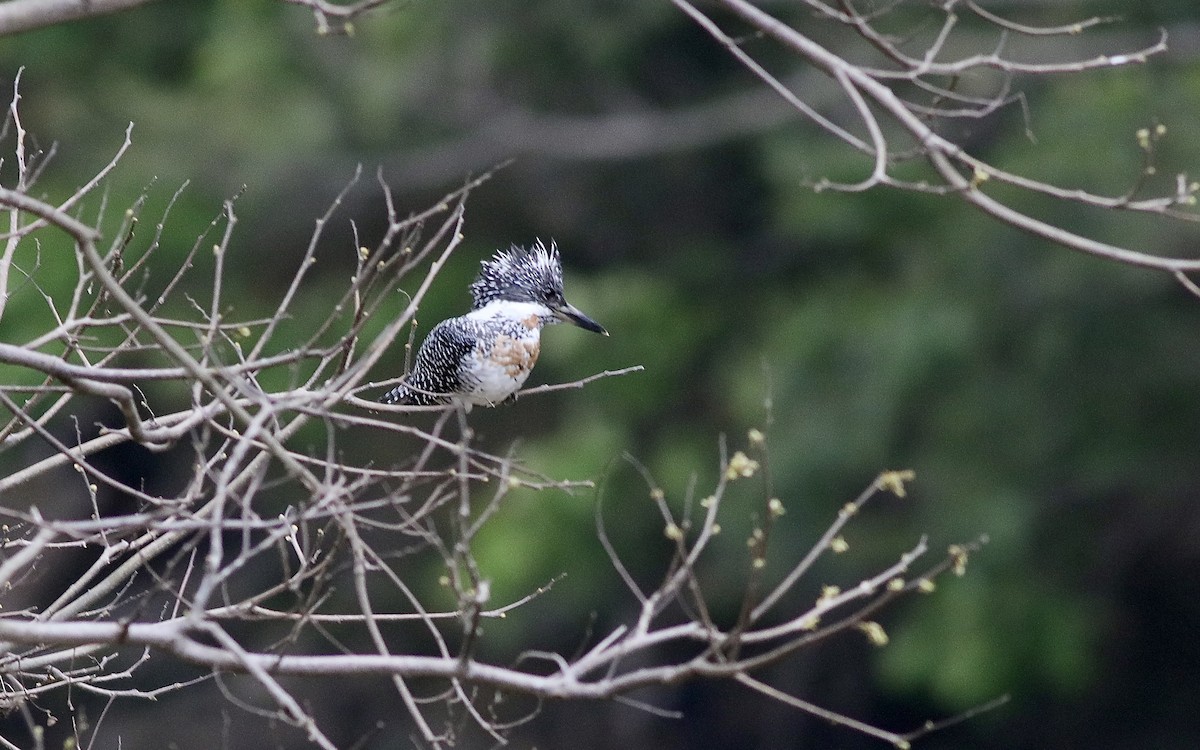Crested Kingfisher - ML562763761