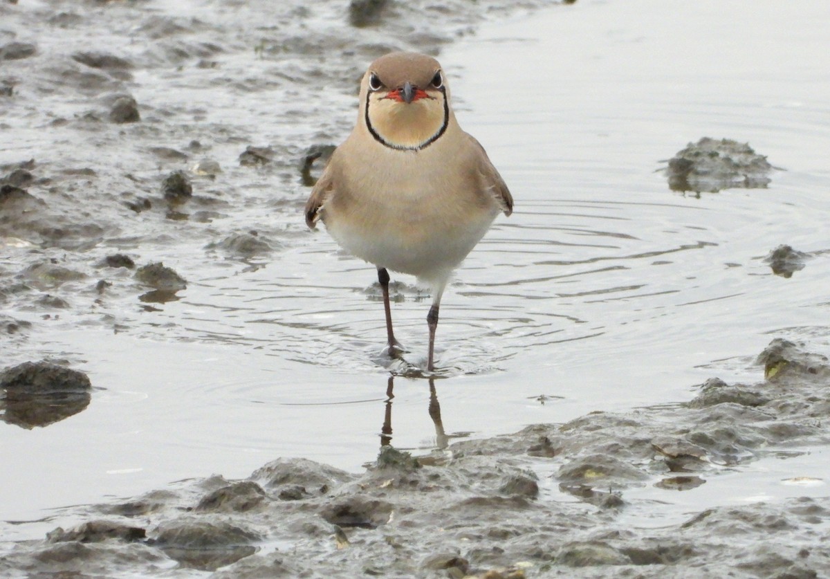 Collared Pratincole - ML562763881