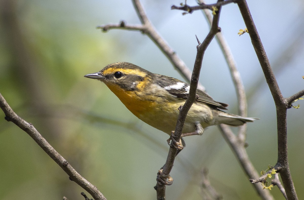 Blackburnian Warbler - ML562764811