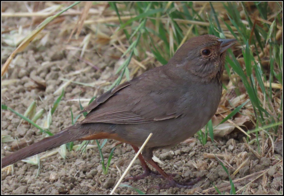 Spotted Towhee - ML562764911