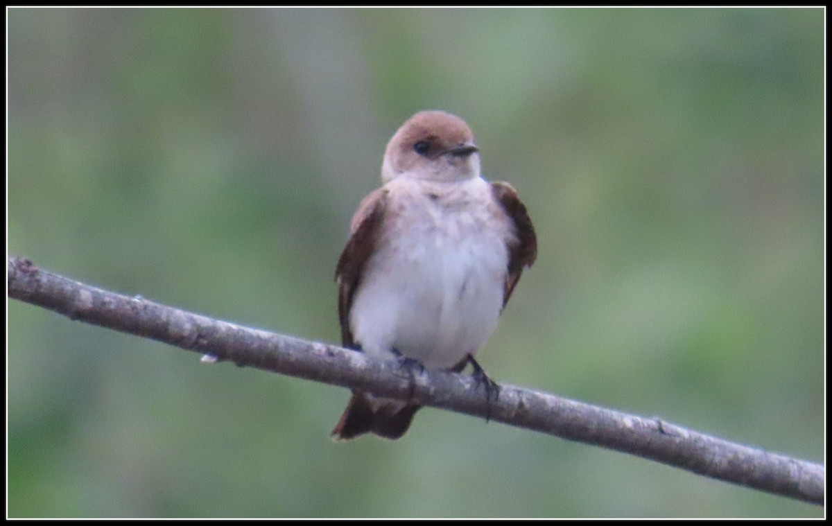 Golondrina Aserrada - ML562765091