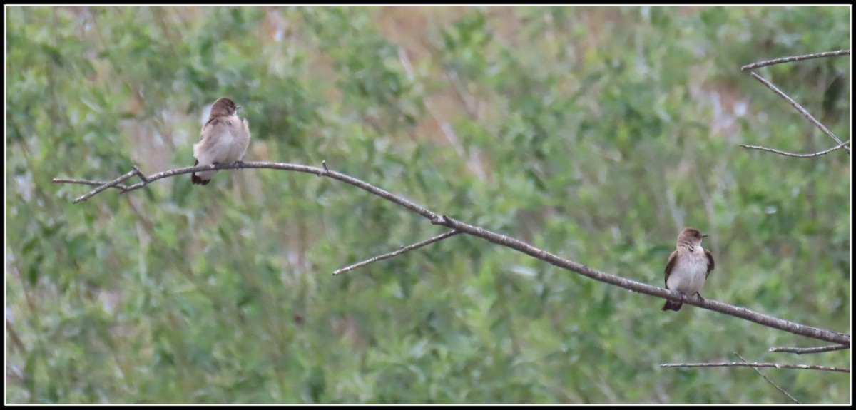 Northern Rough-winged Swallow - Peter Gordon