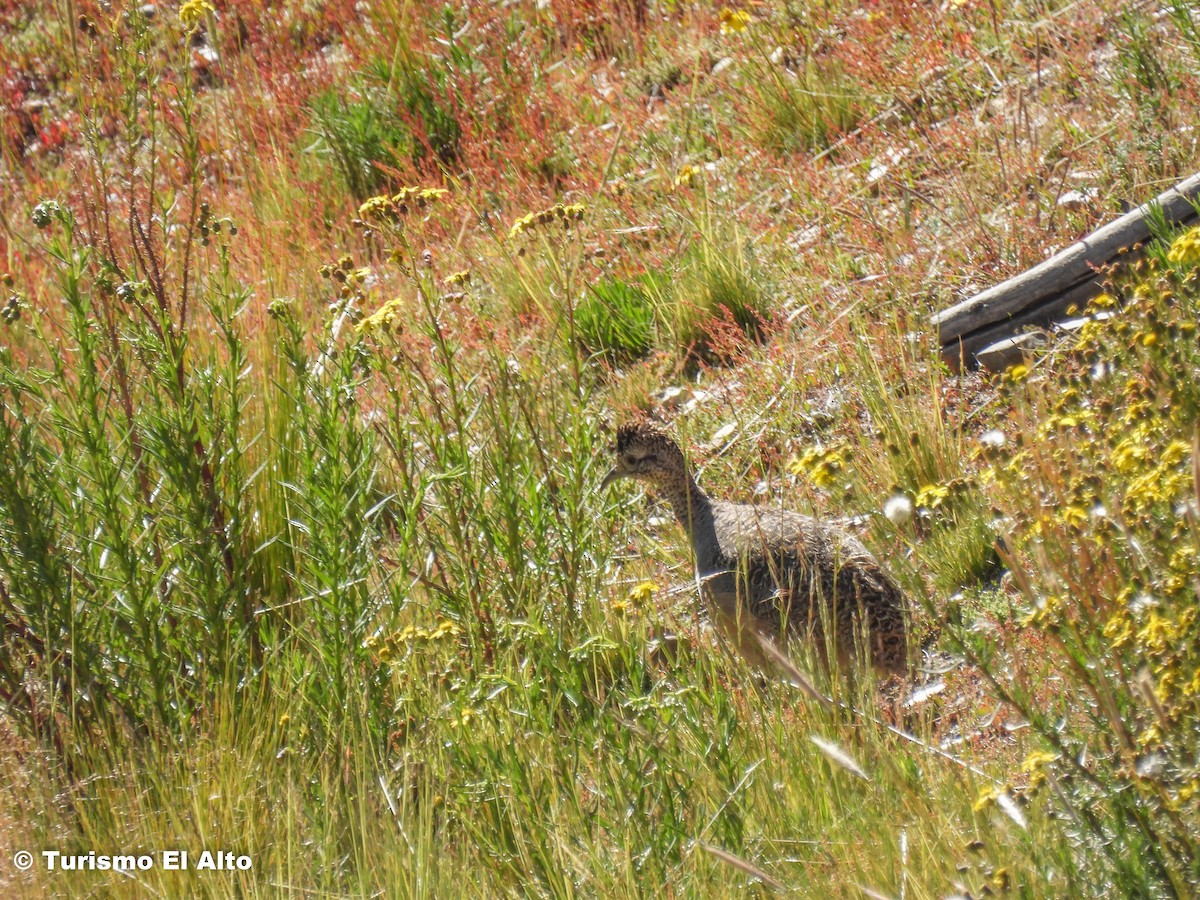 Ornate Tinamou - ML562766331