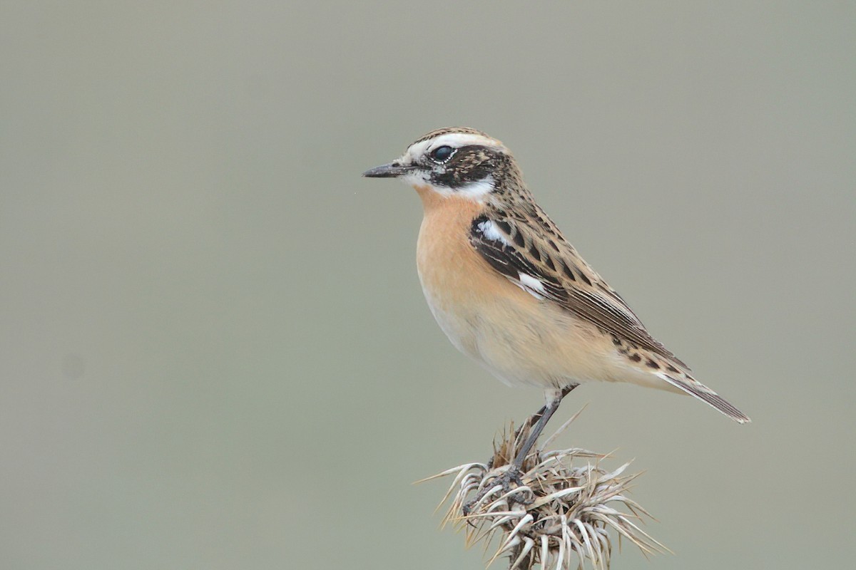 Whinchat - ML562766561