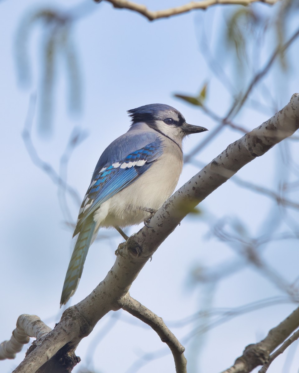 Blue Jay - Johanne Charbonneau