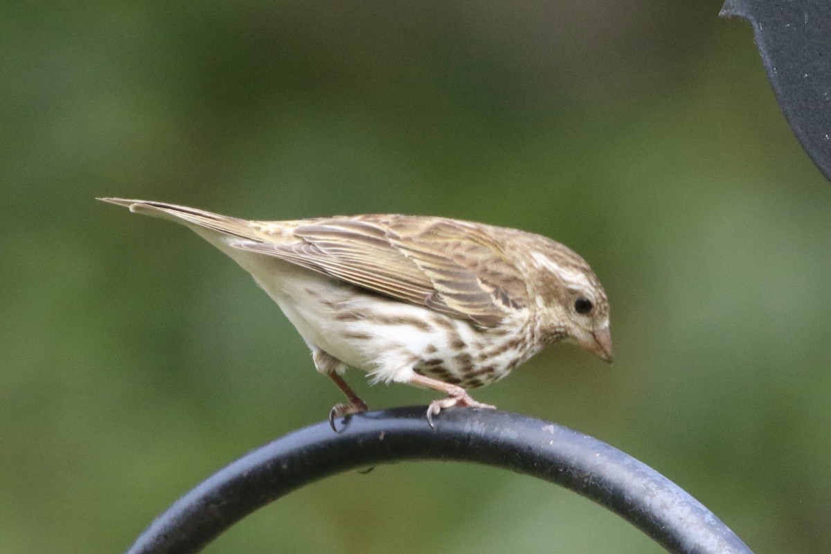 Purple Finch - ML562768131