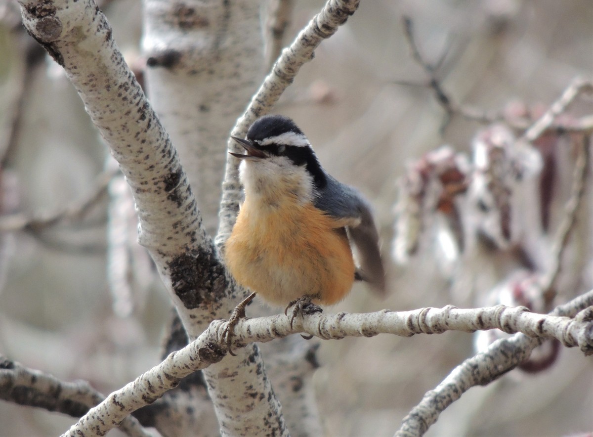 Red-breasted Nuthatch - ML562768181
