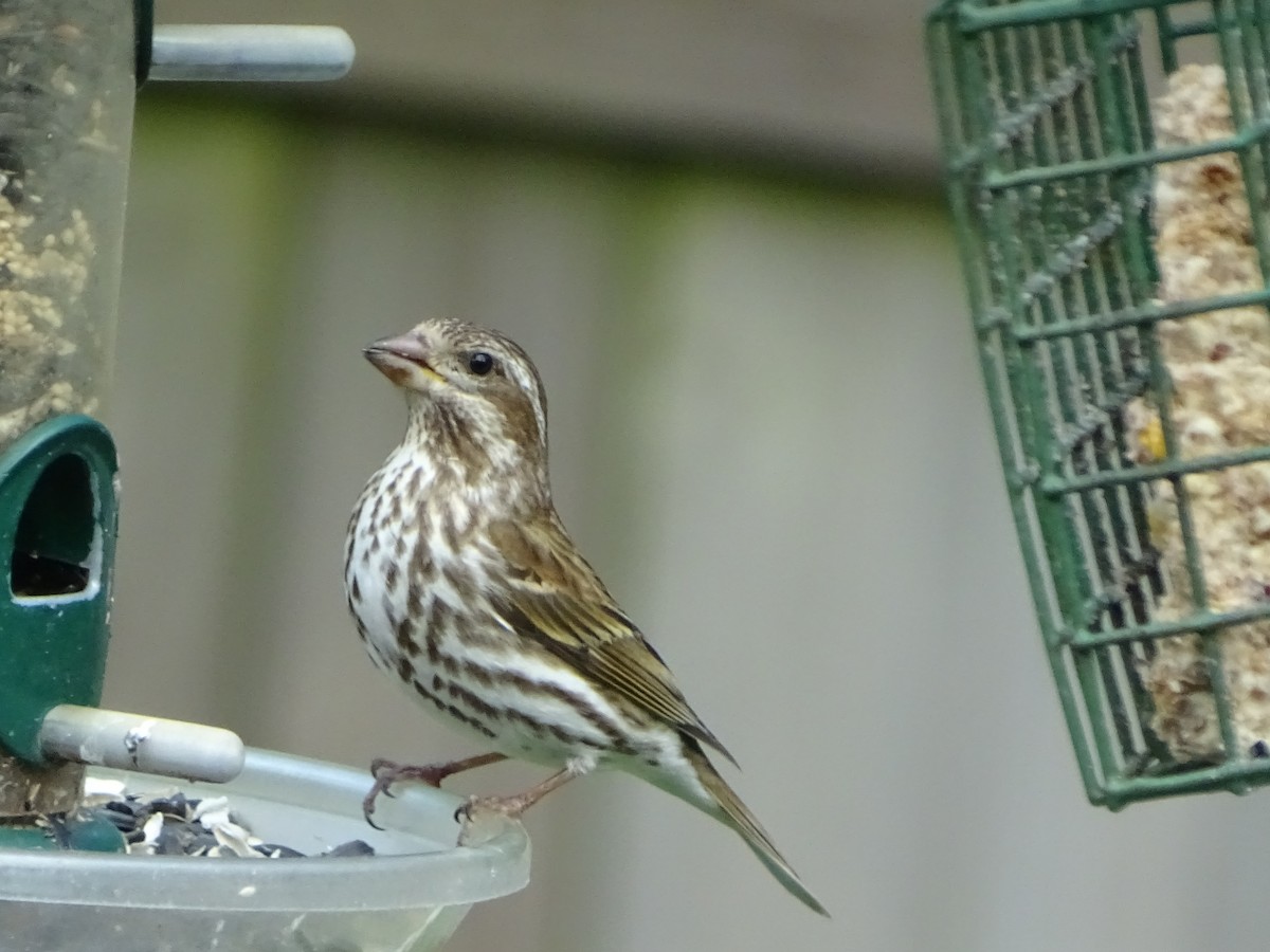 Purple Finch - ML562768241