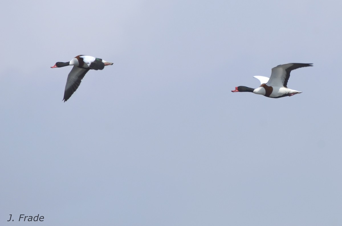 Common Shelduck - ML56276891