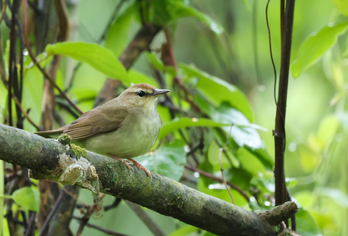 Swainson's Warbler - ML562769441