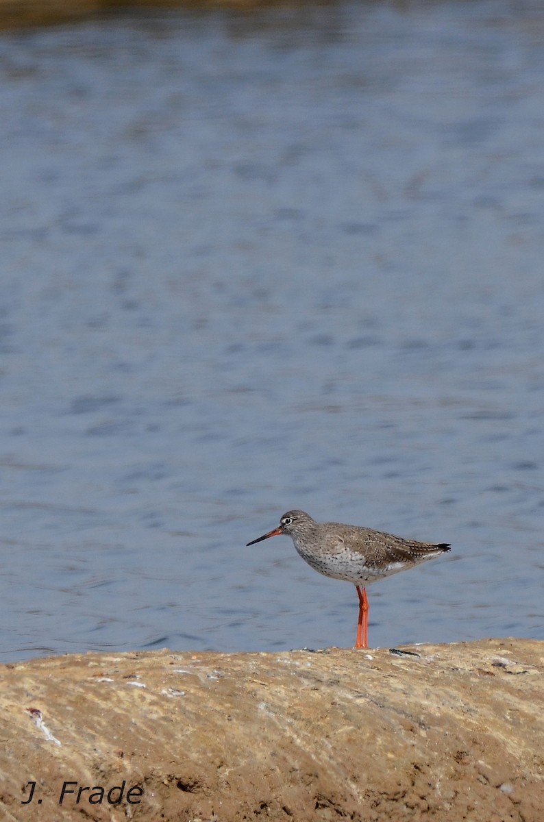 Common Redshank - José Frade