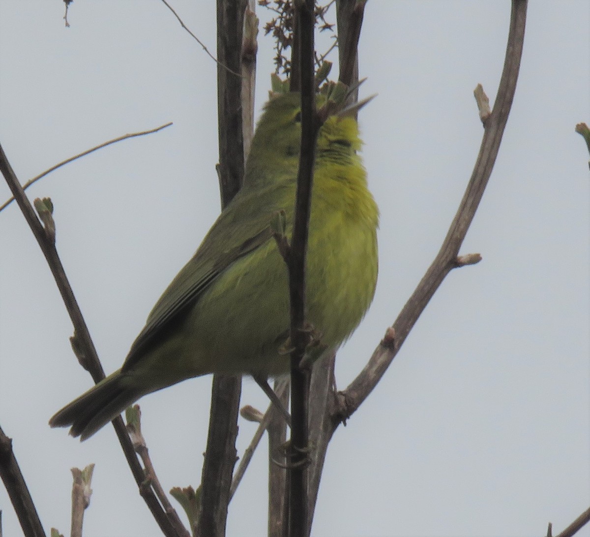 Orange-crowned Warbler - Kathryn Clouston