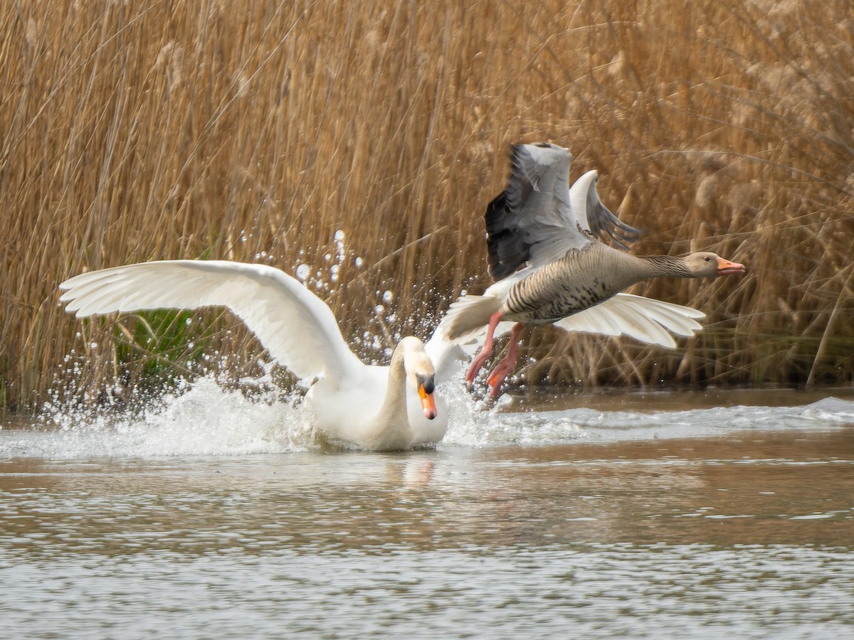 Cygne tuberculé - ML562772621