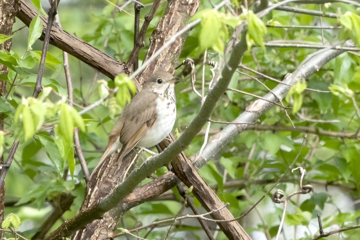 Hermit Thrush - Peter Weber 🦉