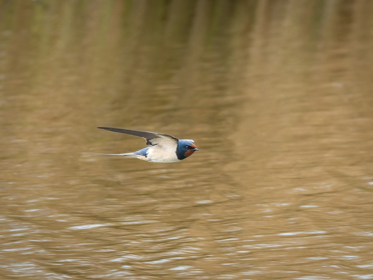 Barn Swallow - ML562773231