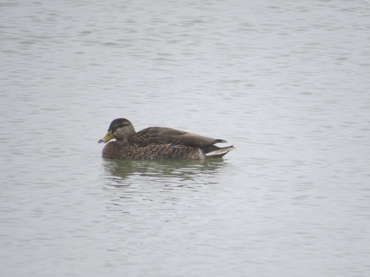 anatidé sp. (canard sp.) - ML56277421