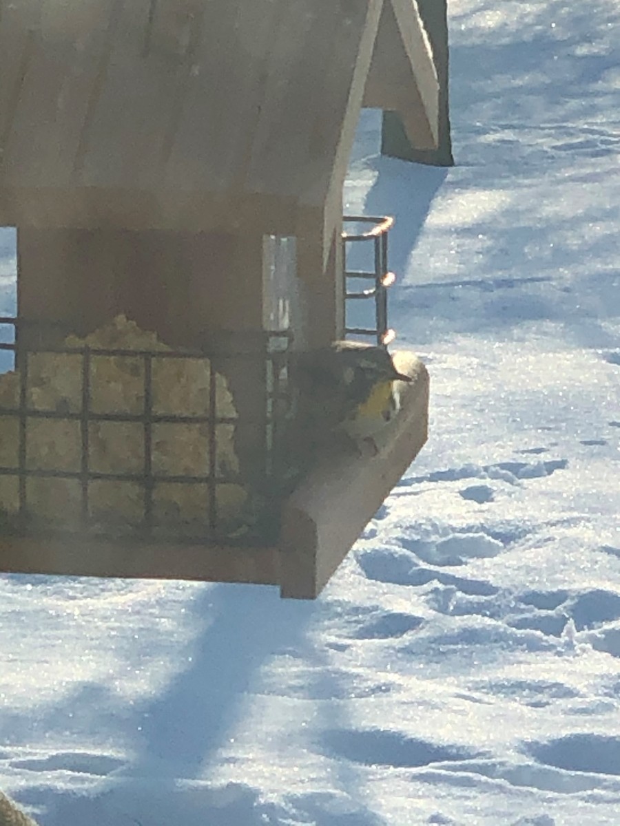 Yellow-throated Warbler - ML562774311