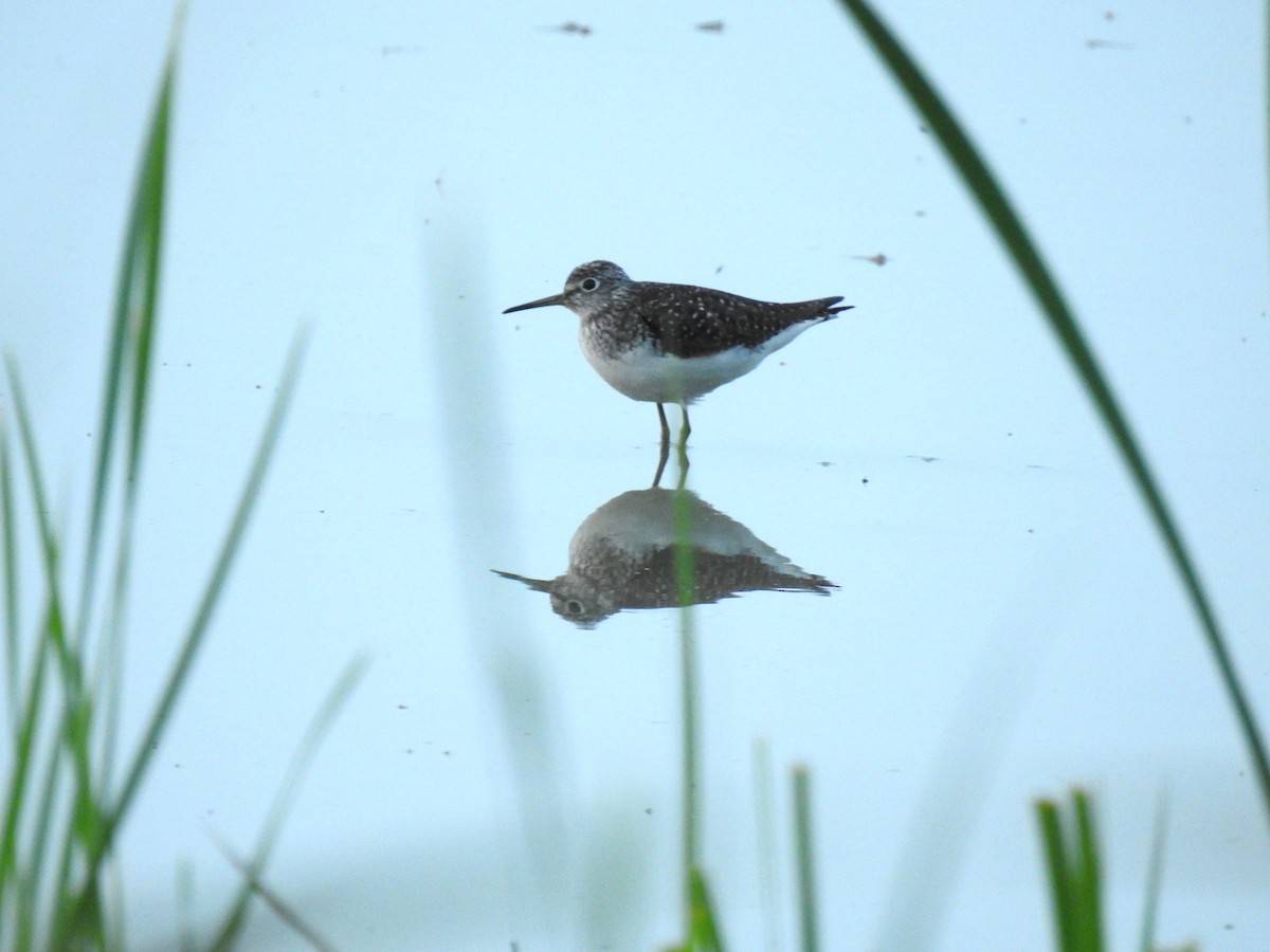 Solitary Sandpiper - ML562774951