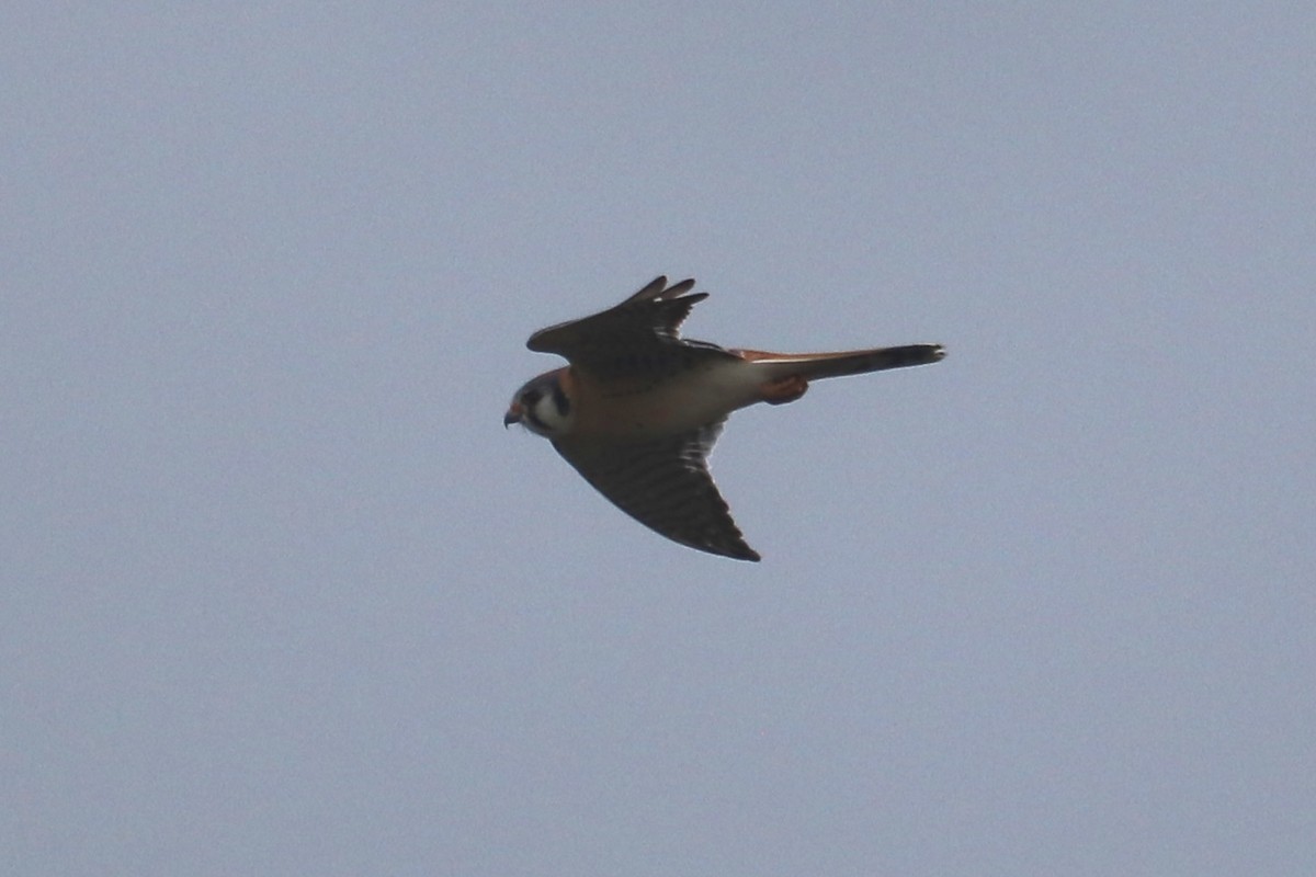 American Kestrel - ML562775051